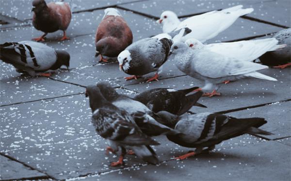 在多伦多投喂野生动物将面临高额罚款1