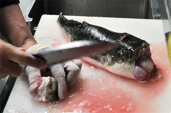 一对80岁老夫妇中午吃了有毒的河豚后死亡1