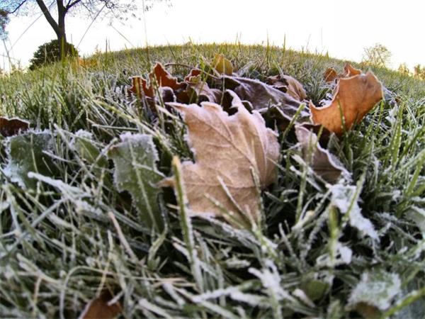 多伦多收到霜冻警告，预计气温将降至冰点1