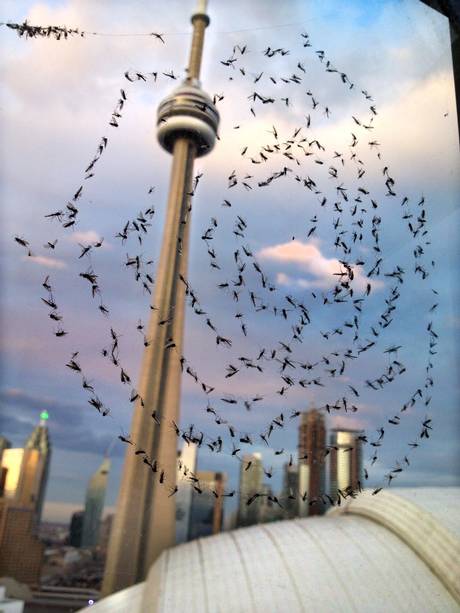 每年这个时候，成群结队令人讨厌蠓群又回来了1