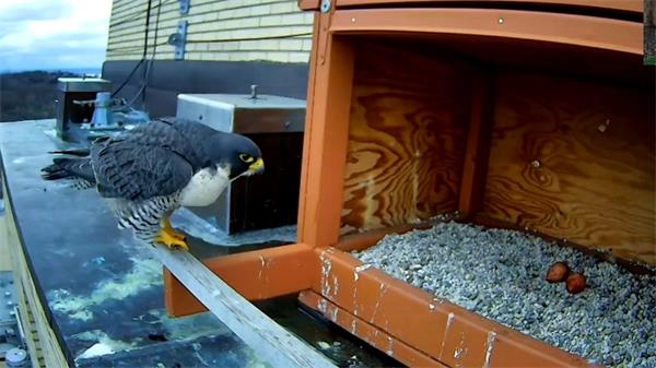 【视频】蒙特利尔大学这个24小时全天候猎鹰巢摄像头让观众看不够1