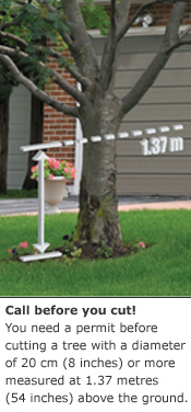 在万锦市修剪自家的树木需要向市府申请许可，无许可将被罚款2