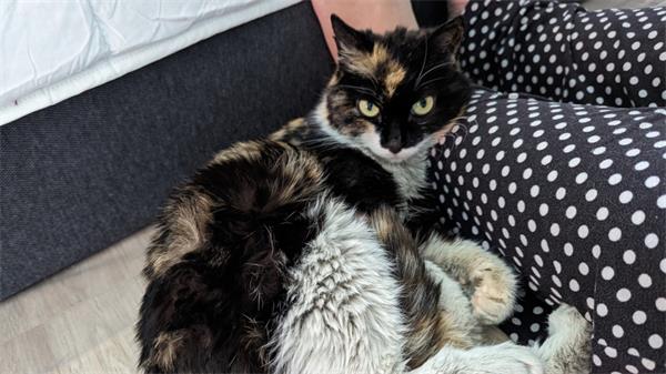 惊掉下巴！中国人把猫装入盒子邮寄到了加拿大2