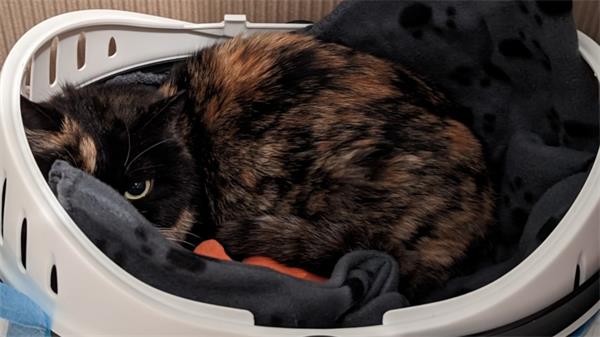 惊掉下巴！中国人把猫装入盒子邮寄到了加拿大3