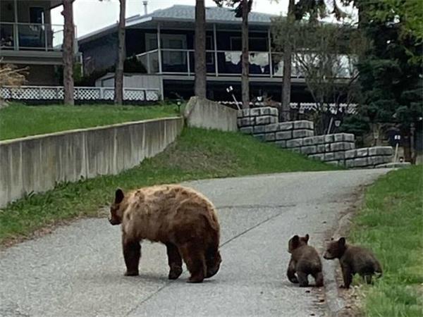 这只熊妈妈在BC省坎卢普斯的垃圾桶里被捕1