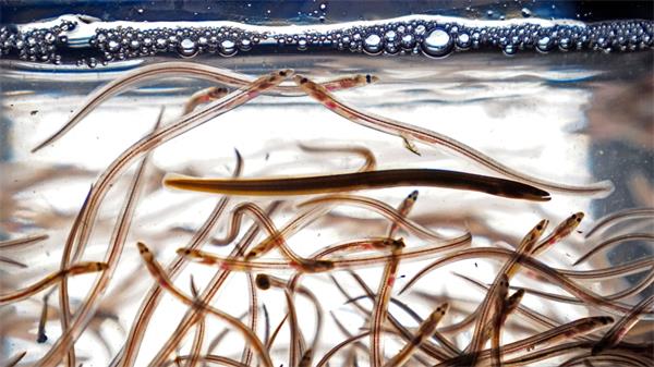 在禁渔区，哈利法克斯没收了价值 500,000 元的小鳗鱼1