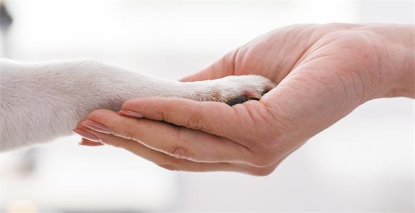 男子买的小狗六天后死去，试图获得赔偿但一无所获1