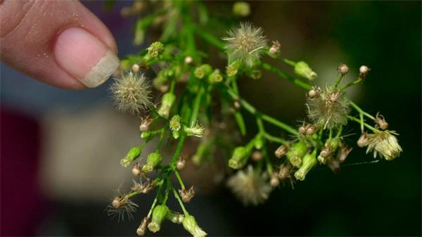 越来越多的加拿大人因气候变化而过敏1