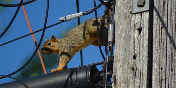 Kitchener-Waterloo 地区最近停电的罪魁祸首是动物1 Kitchener-Waterloo 地区最近停电的罪魁祸首是动物1