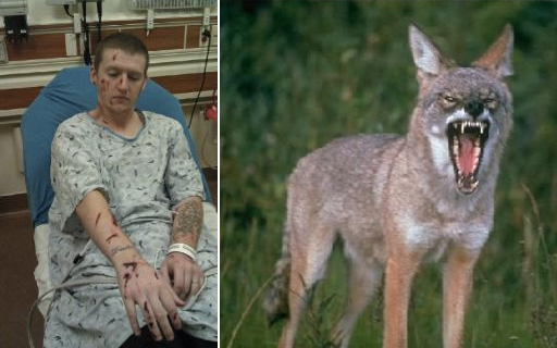 如何预防土狼袭击以及如何保持安全3