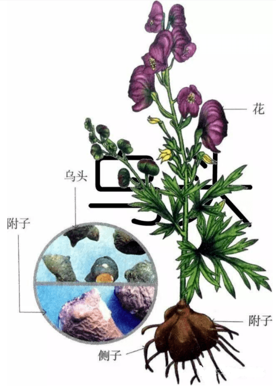 万锦市餐厅中毒事件：如何避免潜在致命的香料危机3