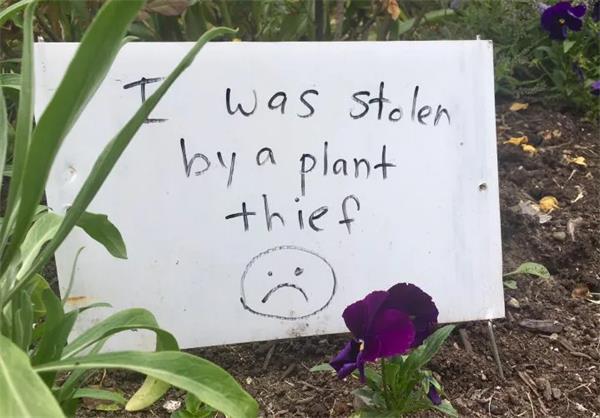 一连串植物盗窃案促使人们加强安全保卫1 一连串植物盗窃案促使人们加强安全保卫1