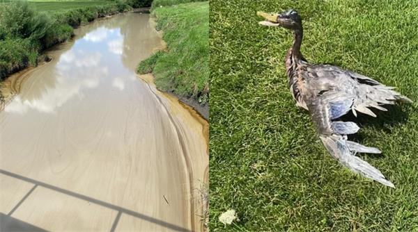 怡陶碧谷周五发生工业火灾，超过 50 只鸭子受到化学物质影响1