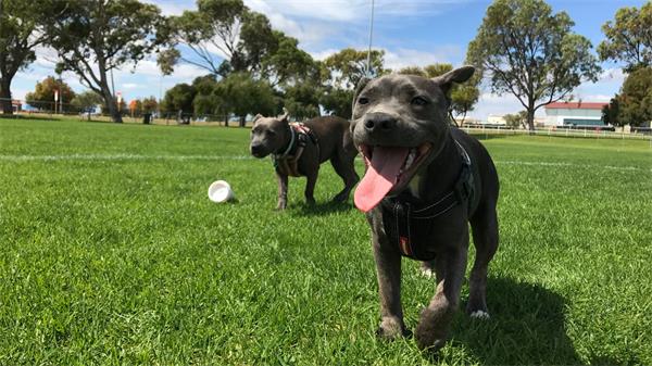 多伦多今年迄今已发生 200 多起狗事件，向狗主人发出警告1
