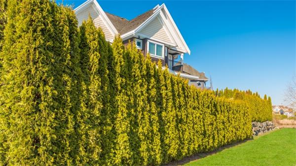 因砍伐邻居的树围栏,被判罚赔偿15万加元2 因砍伐邻居的树围栏,被判罚赔偿15万加元2