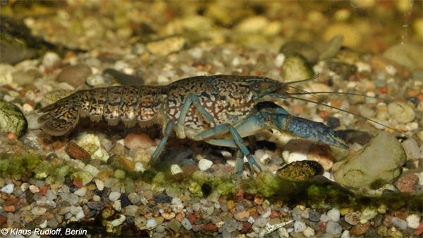 这种入侵到安省的雌雄一体的小龙虾,被禁止养殖、出售、购买和运输1 这种入侵到安省的雌雄一体的小龙虾,被禁止养殖、出售、购买和运输1