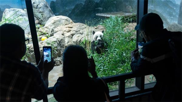 美国华盛顿深受喜爱的大熊猫的离开可能预示着中国更广泛的撤退1