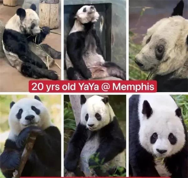 美国华盛顿深受喜爱的大熊猫的离开可能预示着中国更广泛的撤退2