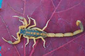 一盒来自 Metro 购买的覆盆子后,发现里面有只蝎子1 一盒来自 Metro 购买的覆盆子后,发现里面有只蝎子1