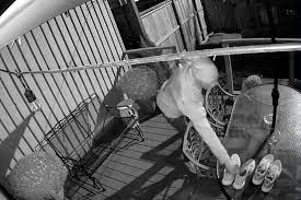 视频被疯转！小偷饥不择食了，居民后院的旧运动鞋也被偷了1