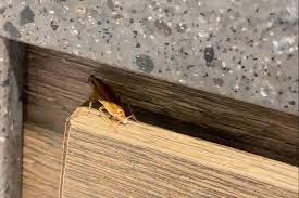 【视频】Tim Hortons 被食客发现蟑螂的身影1 【视频】Tim Hortons 被食客发现蟑螂的身影1