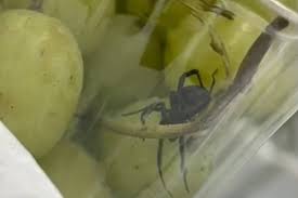 【视频】在一家超市的绿葡萄中发现了黑寡妇蜘蛛1