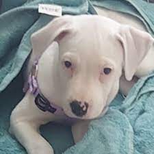 多伦多宠物主人在生活成本危机中面临“痛苦的决定”1