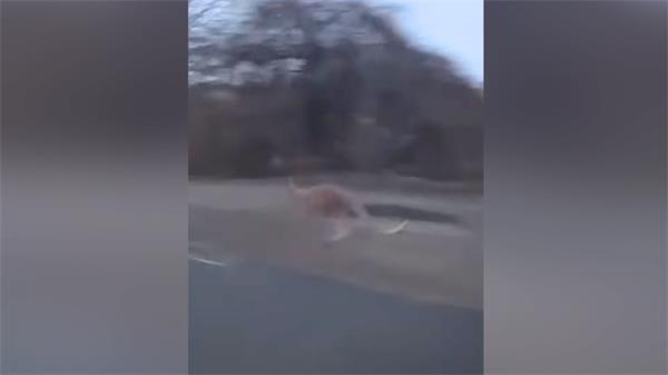 失踪袋鼠在奥沙瓦逃亡后已安全找到1 失踪袋鼠在奥沙瓦逃亡后已安全找到1