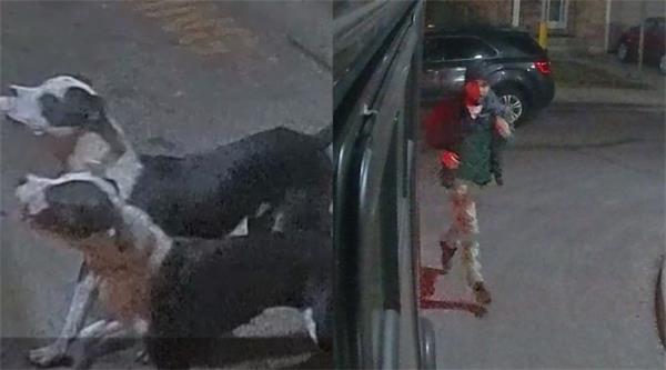 一名男子因狗袭击而被指控，导致妇女受重伤而改变生活，狗仍然失踪1