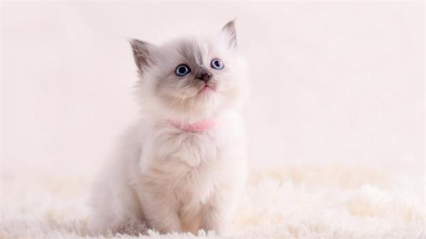 一名 BC 省华裔男子在 Kijiji 上购买小猫，花了 2,100 加元，最终他有权获得了全额退款1