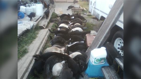 BC省男子“非常感谢”SPCA准备将数百只猫从他的财产中移走1 BC省男子“非常感谢”SPCA准备将数百只猫从他的财产中移走1