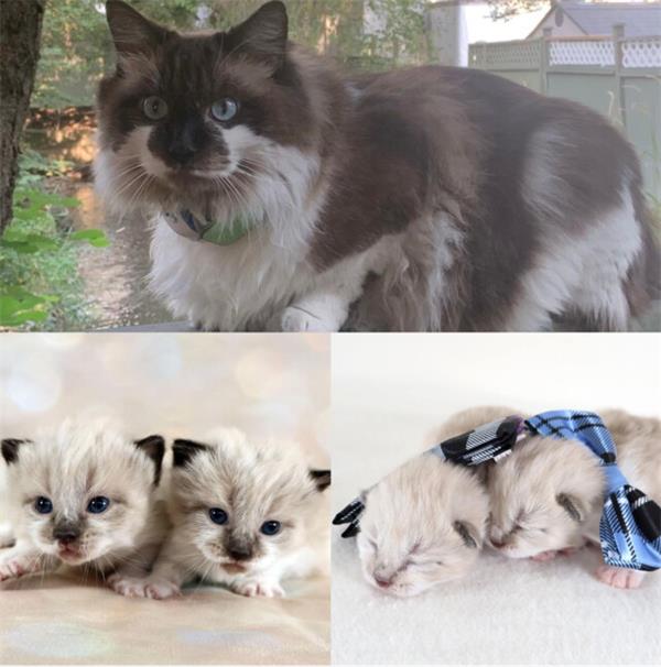 “绝对值得” 一位BC省女士，花了 5 万加元克隆了她的死猫2