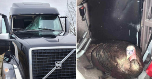 一只火鸡在高速撞到了一辆卡车导致挡风玻璃破碎1 一只火鸡在高速撞到了一辆卡车导致挡风玻璃破碎1