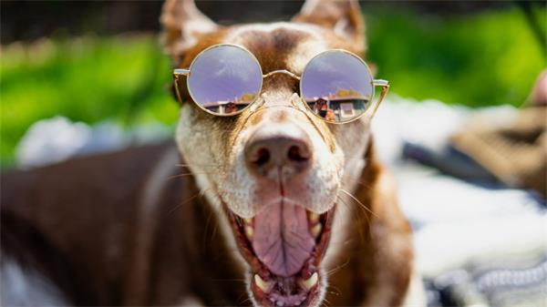 日食期间如何保证宠物的安全1 日食期间如何保证宠物的安全1