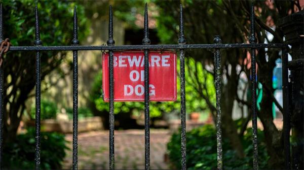 【广播】狗袭击事件增加的背后是什么?1 【广播】狗袭击事件增加的背后是什么?1