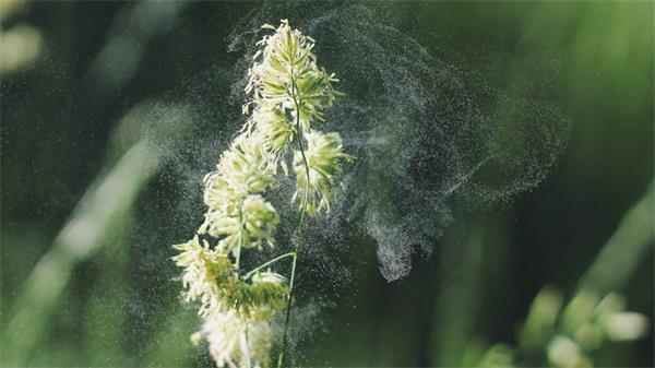 春季过敏季节到了。为什么多伦多这个周末会特别糟糕1 春季过敏季节到了。为什么多伦多这个周末会特别糟糕1