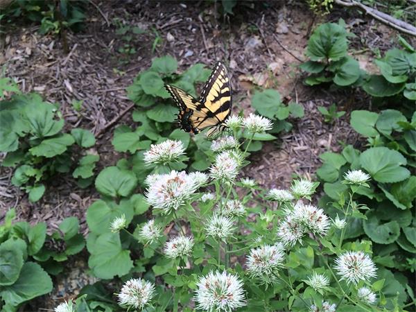 入侵物种与本土花园物种：了解拔除什么和种植什么