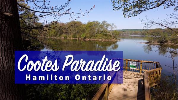 在安省汉密尔顿的Cootes Paradise Sanctuary 是热爱自然漫步的人们的理想之地1