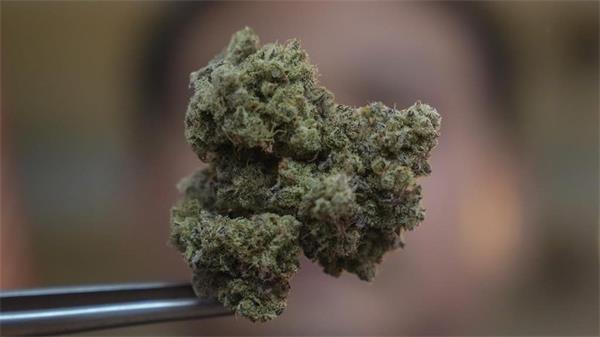 加拿大人越来越了解大麻影响驾驶，但仍然吸食大麻1
