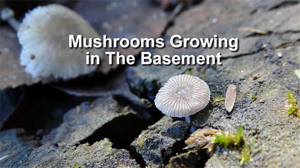 花64万加元买了房，搬进去却发现地下室长蘑菇？买家怒告前房主和房产公司！2