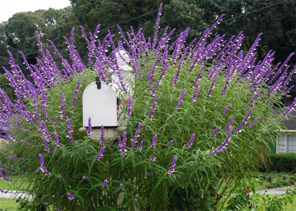 园艺小白的福音：20种最适合初学者种植的多年生植物花卉3
