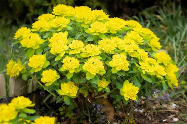 园艺小白的福音：20种最适合初学者种植的多年生植物花卉2