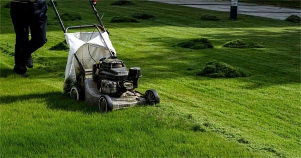 养护不求人,懒人也能种出绿毯!草坪四季维护全攻略2 养护不求人,懒人也能种出绿毯!草坪四季维护全攻略2