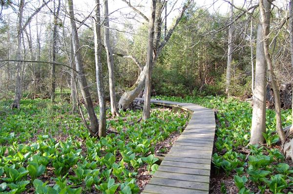 多伦多开车2小时,逃离喧嚣,邂逅 Coldstream 保护区的静谧之美1 多伦多开车2小时,逃离喧嚣,邂逅 Coldstream 保护区的静谧之美1