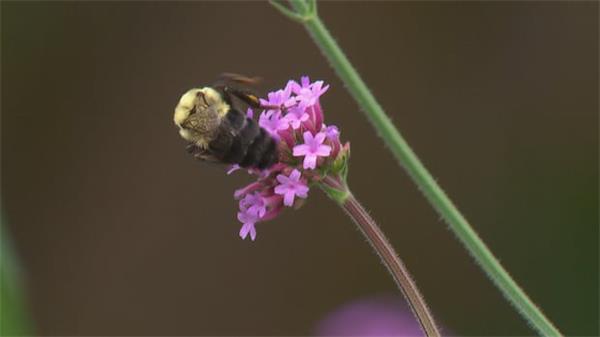 从私家花园到公园草地,加拿大各城市是如何鼓励传粉昆虫的1 从私家花园到公园草地,加拿大各城市是如何鼓励传粉昆虫的1