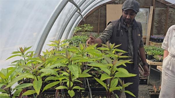 从私家花园到公园草地,加拿大各城市是如何鼓励传粉昆虫的2 从私家花园到公园草地,加拿大各城市是如何鼓励传粉昆虫的2