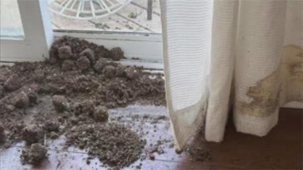 “我只想租个房，现在快倾家荡产” 加拿大租赁制度漏洞背后，谁来保护房东？1