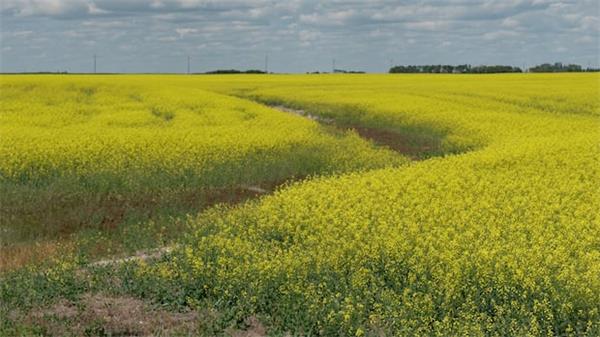 中国宣布对加拿大油菜籽征收反倾销税2 中国宣布对加拿大油菜籽征收反倾销税2
