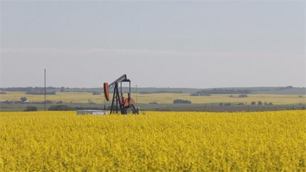 中国对油菜籽征收关税将如何影响加拿大1