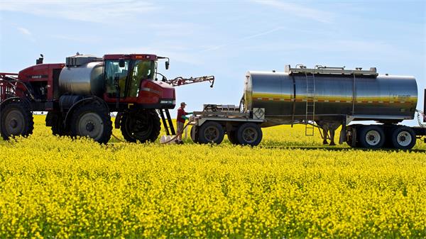 中国对油菜籽征收关税将如何影响加拿大2